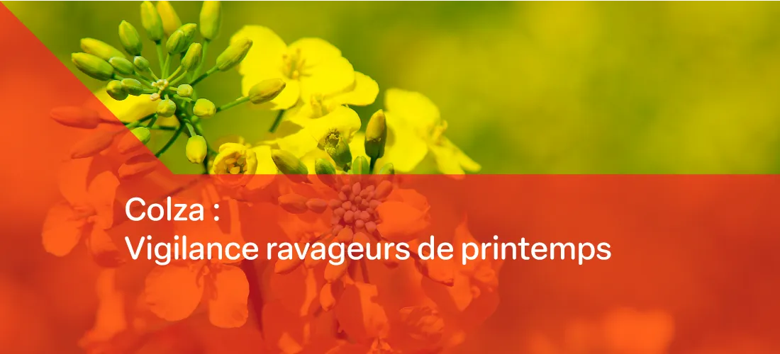 un montage photo de colza en fleur avec le titre "colza vigilance ravageurs de printemps"