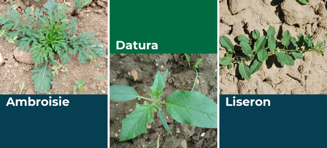 un montage photo avec une plante d'ambroisie, de datura et de liseron