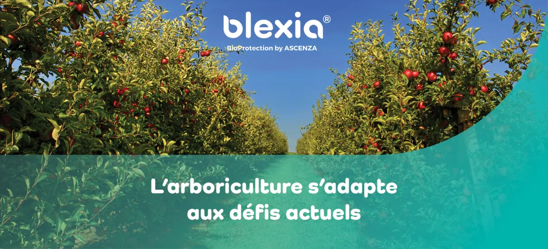 un montage photo d'une parcelle de pommier avec un texte : "l'arboriculture s'adapte aux défis actuels"