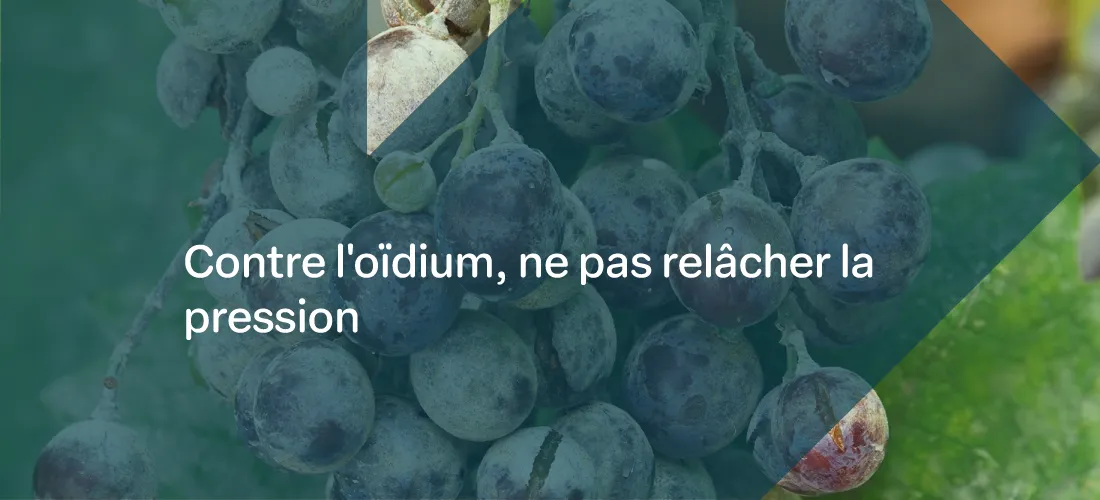 un montage photo d'une grappe de raisin avec le texte "contre l'oïdium ne pas relacher la pression"