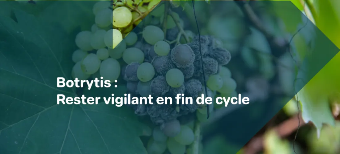 un montage photo d'une grappe de raisin sur pied atteinte par des symptomes de Botrytis avec le texte : "Botrytis, une maladie, de nombreuses cultures"