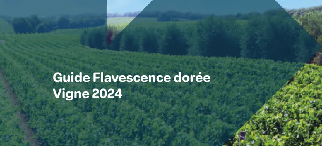 un photo montage d'une parcelle de vigne avec le texte "guide flavescence dorée Vigne 2024"