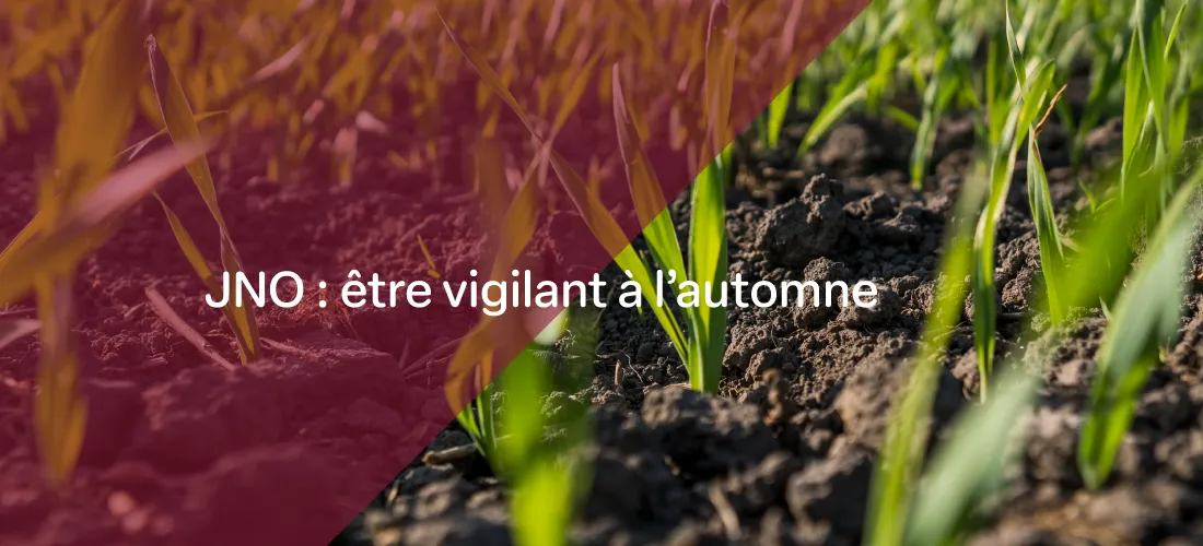 un montage photo de jeunes plantes de Blé avec le texte : "JNO : être vigilant à l'automne"