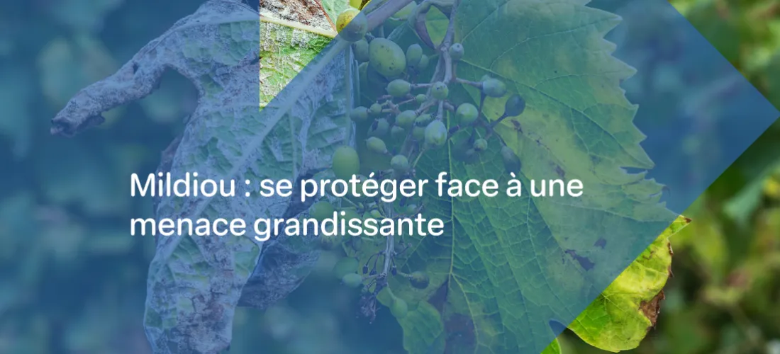 un montage photo présentant une jeune grappe de raisin touchée par le mildiou avec le texte "Mildiou : se protéger face à une menace grandissante"