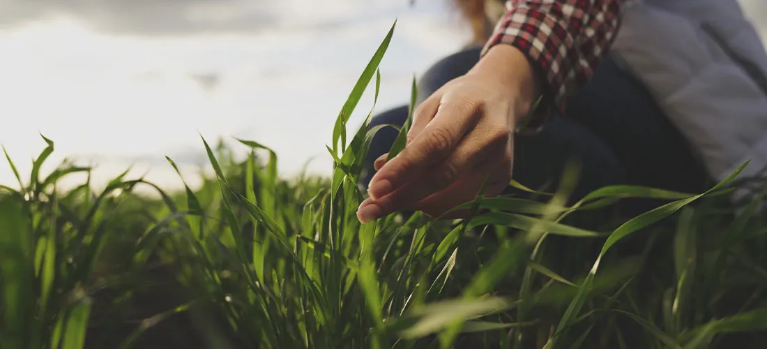 agriculteur dans un champ de jeunes céréales inspectant les feuilles