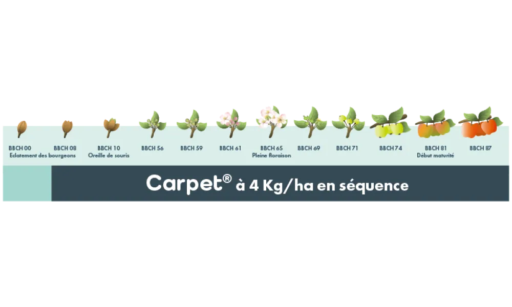 Carpet_1