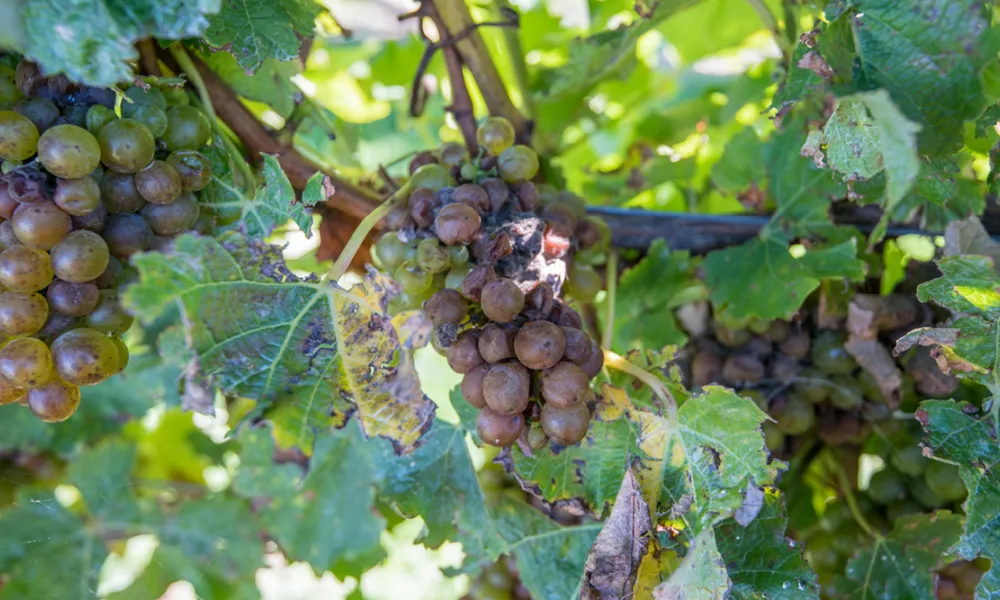 Pieds de vigne avec des grappes de raisin touchées par la maladie du Black-rot