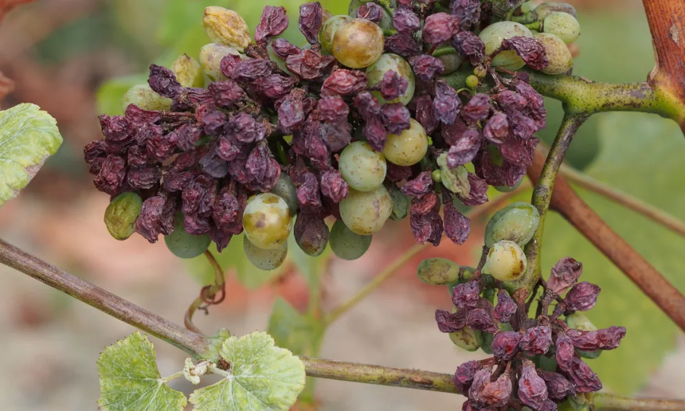 grappe de raisin atteinte par le botrytis, les baies sont brunes et déssechées