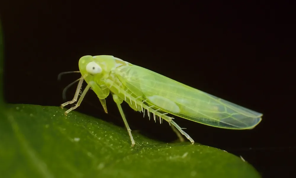 Une photo d'une cicadelle verte de la vigne