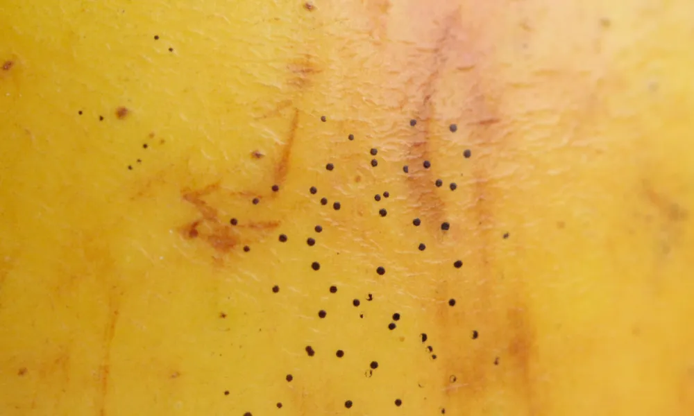 gros plan de la surface d'une pomme atteinte de symptômes de maladies des crottes de mouche