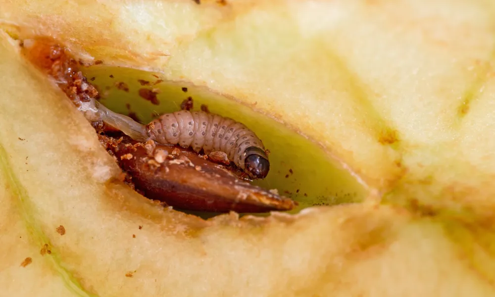 photos d'une larve de Carpocapse dans une pomme