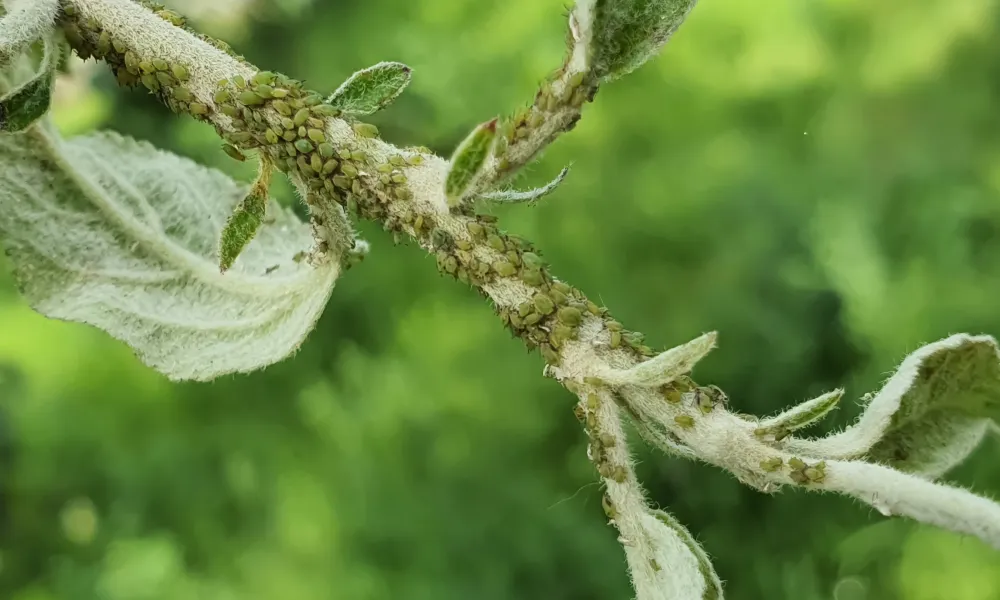 photos de pucerons verts sur une branche de pommier