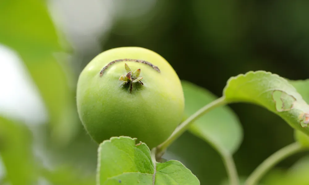 Jeune pomme atteinte de symptômes d'attaque d'hoplocampe