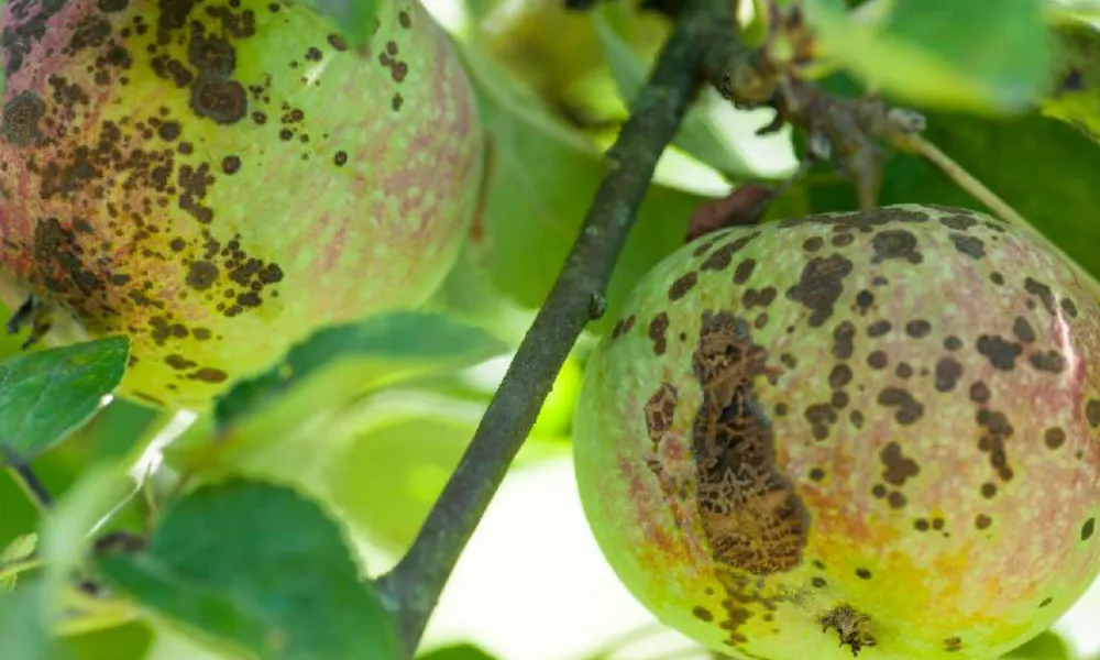Photos de pommes présentant des symptômes de tavelure