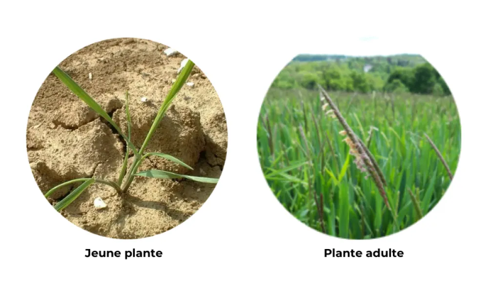 Photos de Vulpin à différents stades