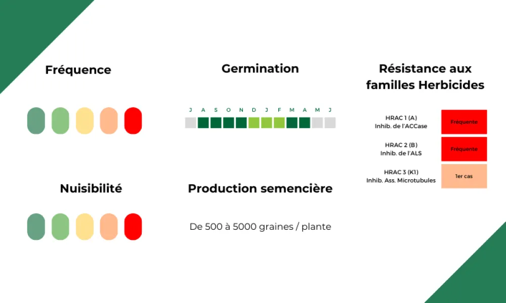 Eléments clés du développement du Vulpin