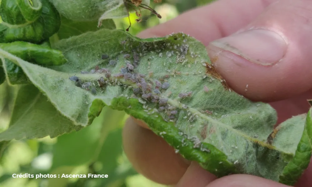 Photo d'une feuille tenue de pommier, une main tourne sa face inférieure afin de montrer les disaphys plantaginea présents