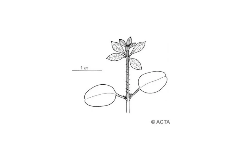 Schéma de jeune plante de gaillet gratteron