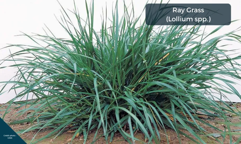 un plant de ray grass