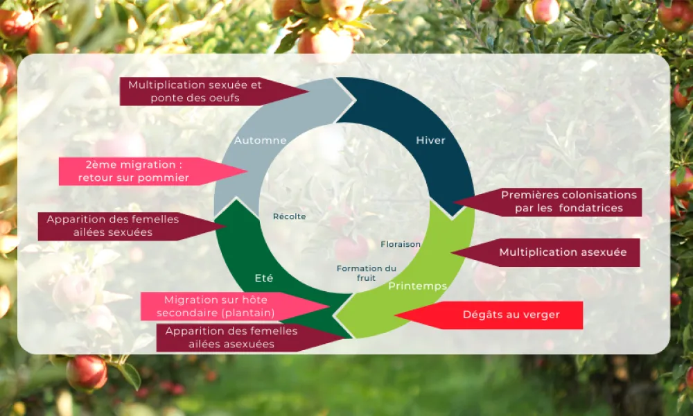 Cycle de développement des pucerons du pommier