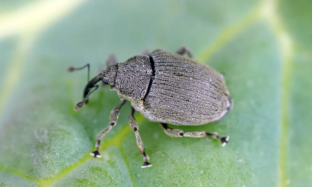 une photo de Ceutorynchus napi