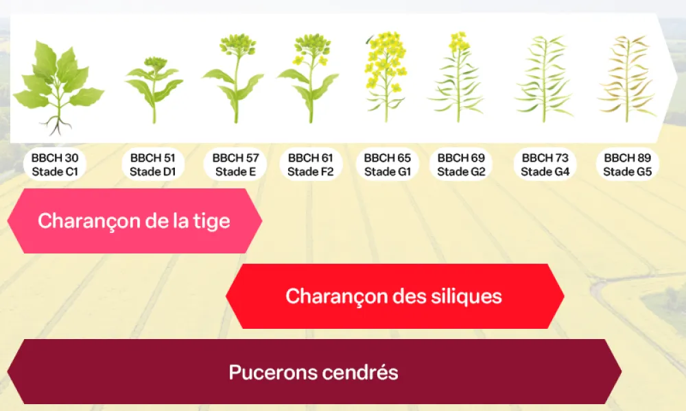 une frise des stades du colza au printemps et des plages de vigilance des ravageurs