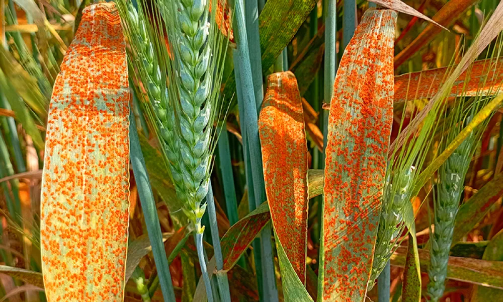 Photos de pieds de blé touché par la rouille brune. Les symptômes sont visibles sur les feuilles