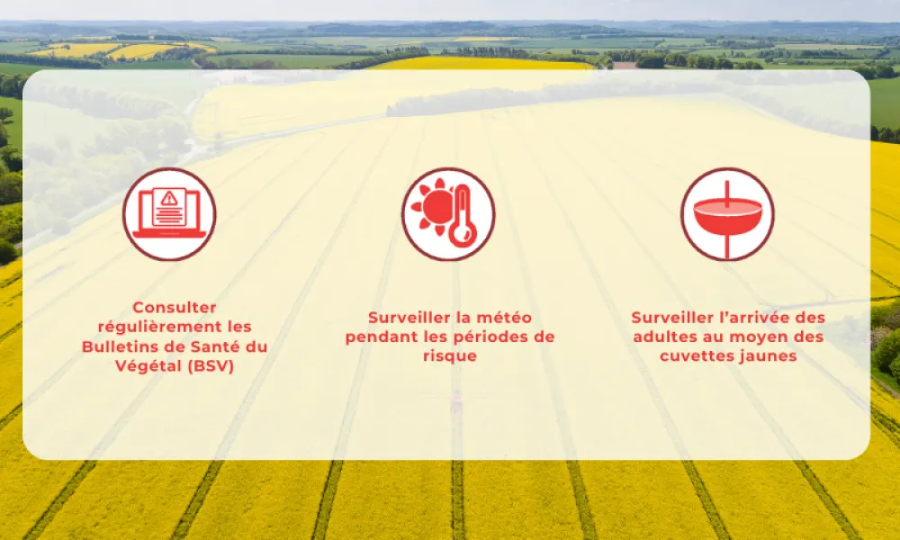 un rappel des consignes de vigilance vis à vis des ravageurs du colza