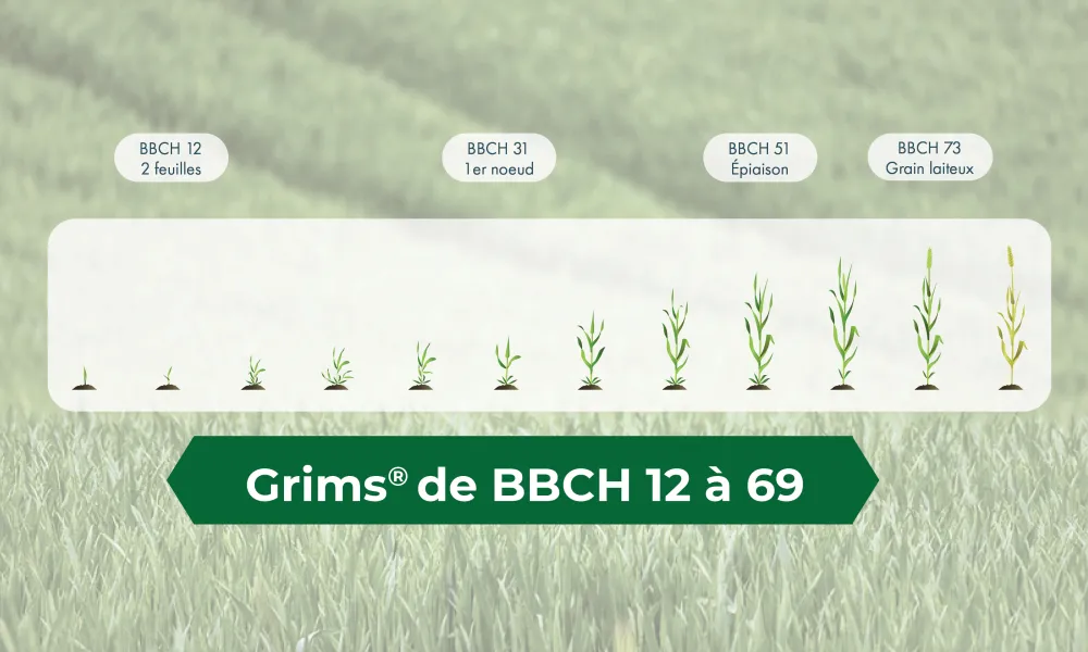 frise des stades BBCH du blé et des stades d'application de Grims