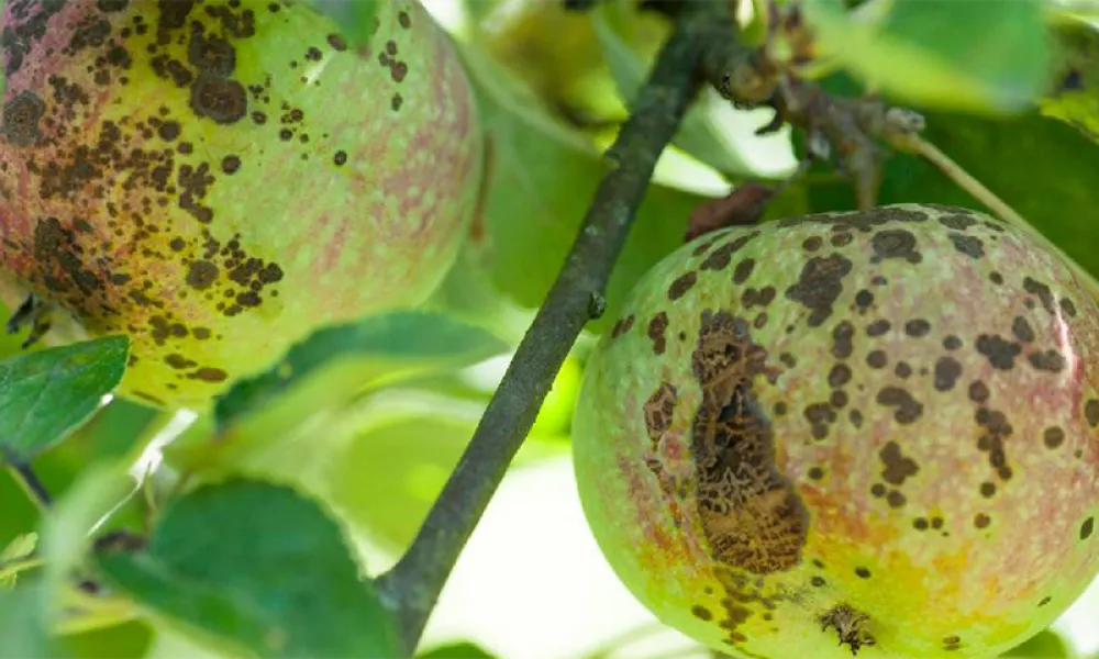 une photo de pommes atteintes par la tavelure