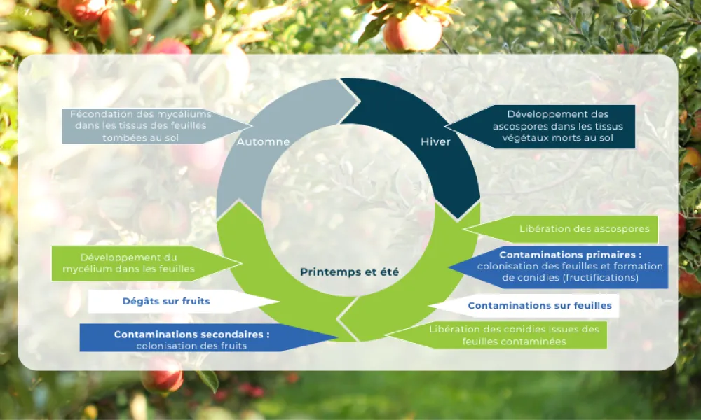 Cycle de développement de la tavelure du pommier