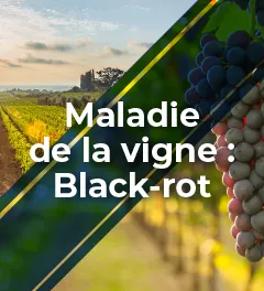 Rang de vigne cultivée avec l'inscription suivante : Maladie de la vigne : Black-rot 