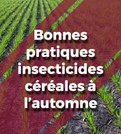 Un montage photo d'une parcelle de blé à l'automne avec un logo et le texte  "Bonnes pratiques insecticides céréales à l'automne"
