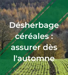 UN montage photo d'une parcelle de blé à l'automne avec un logo et le texte  "Désherbage des céréales : assurer dès l'automne"