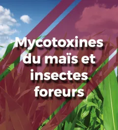 Un montage photo une parcelle de maïs, avec un aplat rouge transparent et le texte mycotoxines du maïs et insectes foreurs