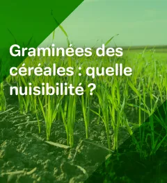 Un montage d'un champ avec de jeunes plants de blés avec le texte "Graminées des céréales : quelle nuisibilité"