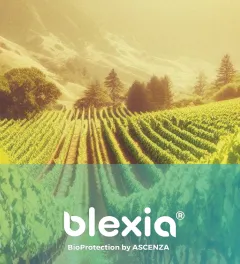 une parcelle de vigne avec le logo Blexia et un aplat de vert transparent aux couleurs de la gamme produit