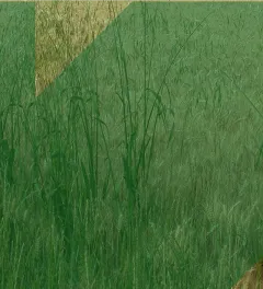 un champ de blé avec des folles avoines et le texte "gestion des folles avoines des céréales"