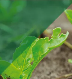 un montage photo de jeunes plants de betterave avec un aplat de couleur verte transparent