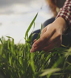 agriculteur dans un champ de jeunes céréales inspectant les feuilles