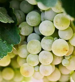 grapes 526x264px