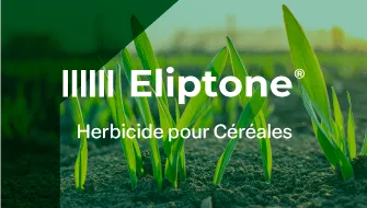 Eliptone Herbicide pour Céréales