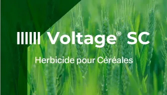 Voltage SC Herbicide pour Céréales