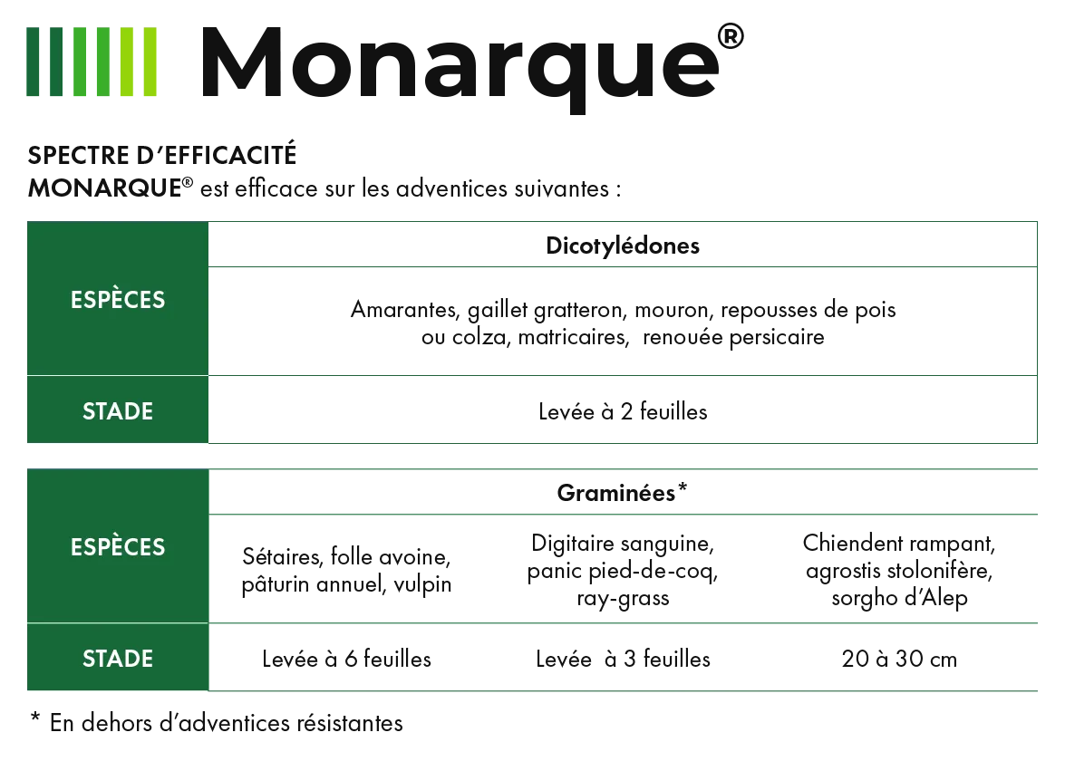 Monarque_4