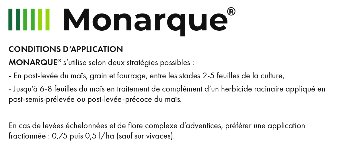 Monarque_6