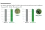 graphiques des performances d'Ombria SC contre les vulpins et ray grass